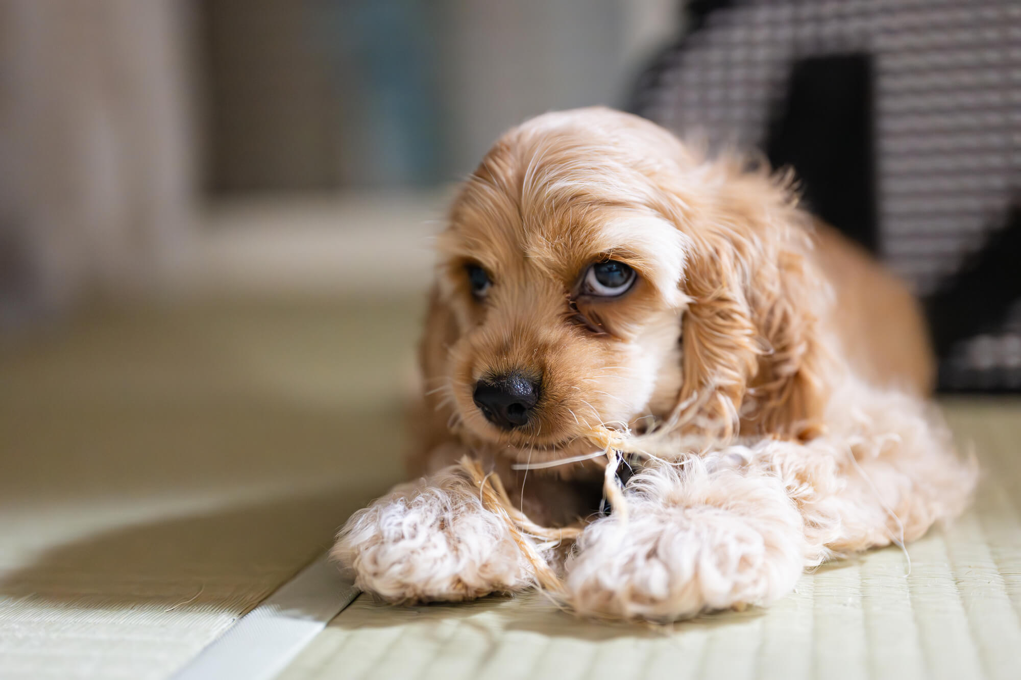 アメリカンコッカースパニエルは飼いにくい？そう言われる理由と対策